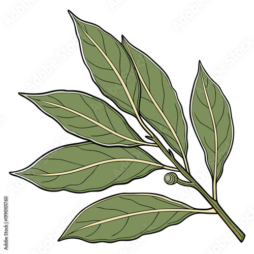 bay leaf