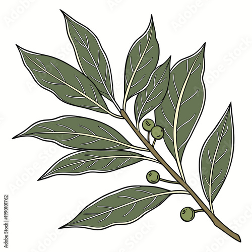 Bay Leaf Vector Cooking Ingredient