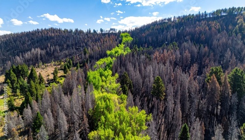 vibrant green young trees recovering in a forest landscape devastated by wildfire, scorched charred trunks contrast with new life, environmental restoration
