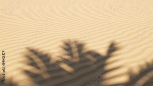 Palm tree shadow on sand dunes, abstract, blurred, warm, sunny day, desert landscape