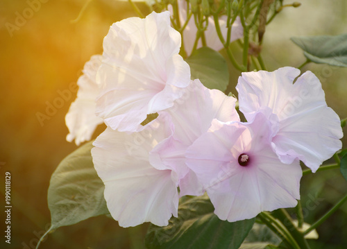 morning glory flower in nature garden