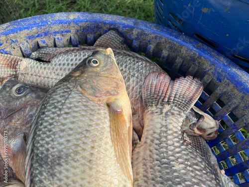 fresh tilapia fish for sale in the local market in the city of thailand