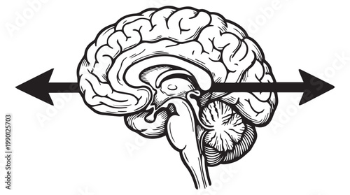 Human brain and brainstem cross section vector illustration with dual directional arrows