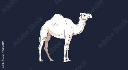 Elegant illustration of a white dromedary camel standing against a deep navy blue background in a stylized graphic art.
