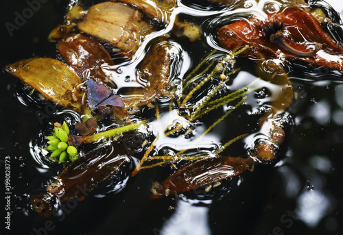 Tableau sur toile Falling leaves on still water often symbolize tranquility, change, and letting go in accordance with nature