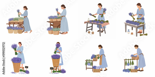 Set of vector illustrations featuring a woman harvesting, trimming, drying, and selling lavender bunches in a rustic, flat design style.