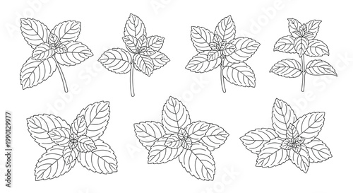 Collection of fresh mint leaf clusters in a clean black and white line art style isolated on a white background.