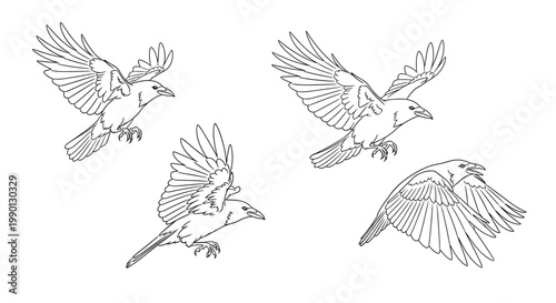 Detailed line art drawings of four crows in different flying and landing positions for coloring or design work on white.