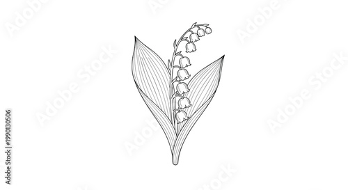 Detailed black and white engraving-style illustration of a lily of the valley plant with bell-shaped flowers and large leaves.