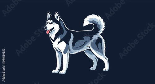 Strong siberian husky dog with black and grey fur standing in profile with its tongue out on a dark blue background for pet related themes.