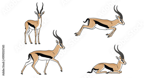 Four poses of a gazelle or antelope including standing, walking, running, and lying down shown in a colored illustration on white.