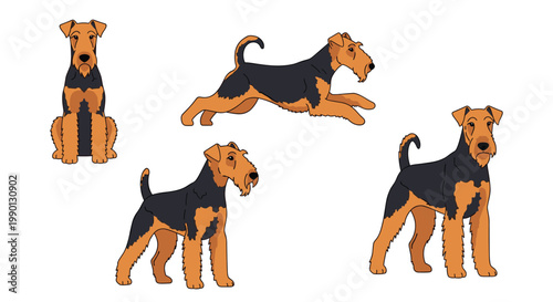 Collection of Airedale Terrier dogs in various poses including standing, sitting, and running, perfect for breed identification or pet guides.