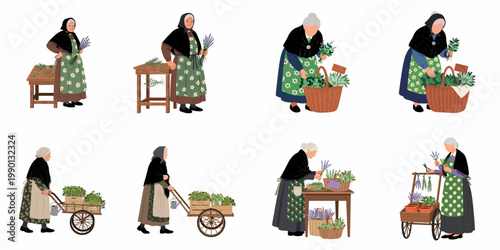 Set of illustrations featuring an elderly woman in traditional folk dress harvesting and working with fresh herbs and lavender in a rural setting.