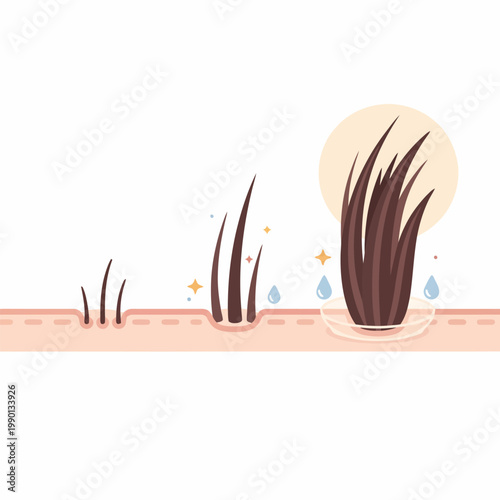 Hair growth stages, follicle cross section, medical concept