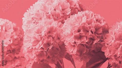 Wallpaper Mural Generative AI, Pink Hydrangea Flower Monochromatic Rose Background with Copy Space Torontodigital.ca