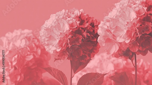 Wallpaper Mural Generative AI, Pink Hydrangea Flower Monochromatic Rose Background with Copy Space Torontodigital.ca