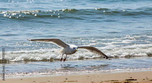Seagull flying over the ocean waves at the beach.