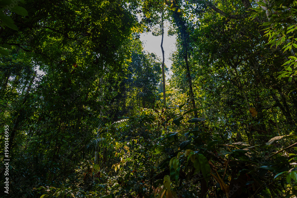 Fototapeta premium Grren tropical deep tree rainforest foliage