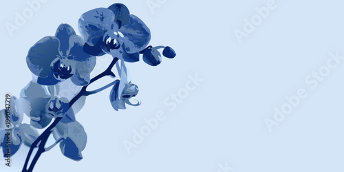 Elegant blue orchid blooms cascade down a stem against a soft backdrop