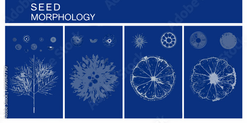 Seed morphology a visual exploration of plant seed structures and forms
