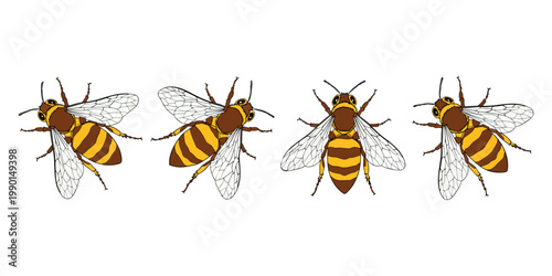 Set of isolated vector insects featuring a bee, butterfly, beetle, and wasp on a white background with macro details of wings and nature elements like a green leaf.