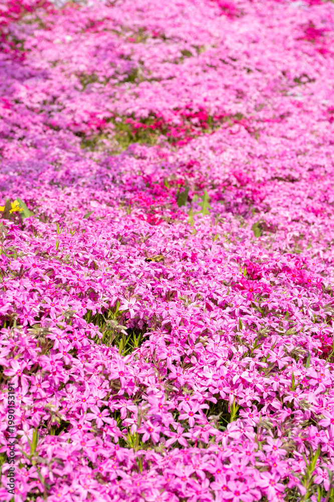 Fototapeta premium A vast hillside covered in a stunning carpet of pink and magenta moss phlox under sunlight.