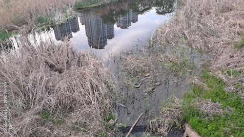 urban wetland pond with apartment reflection and dry reeds