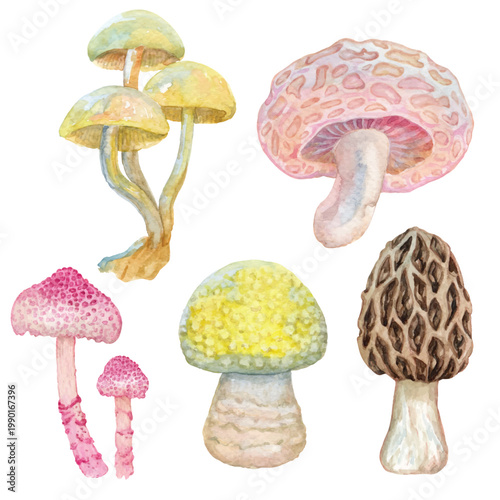 Mushroom illustration with watercolor isolated on transparent background
