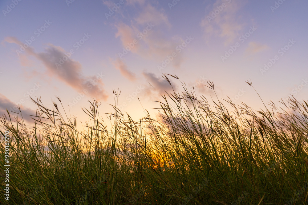 Fototapeta premium Golden Sunset Over Lake with Tall Grass Silhouette,A peaceful and scenic sunset landscape featuring the vibrant orange sun dipping below the horizon, reflected on the calm water of a lake, with wild.