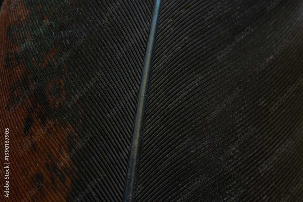 image to crop