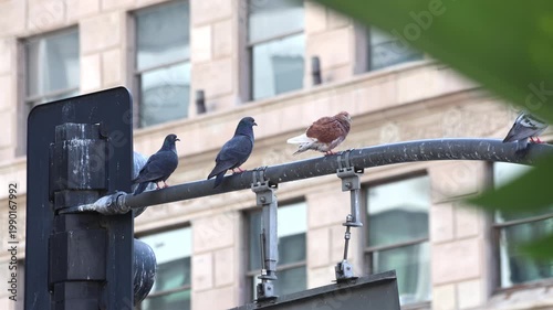 Pigeons Perched On Downtown Traffic Signal