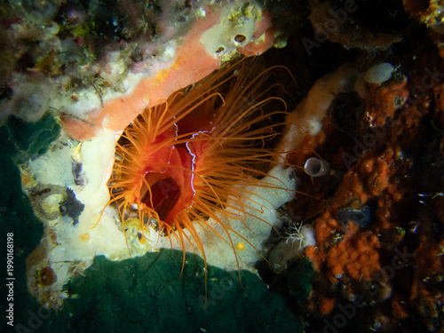 Canvastavla Electric clam (Lima scabra), also known as fire clam or disco clam, displaying v