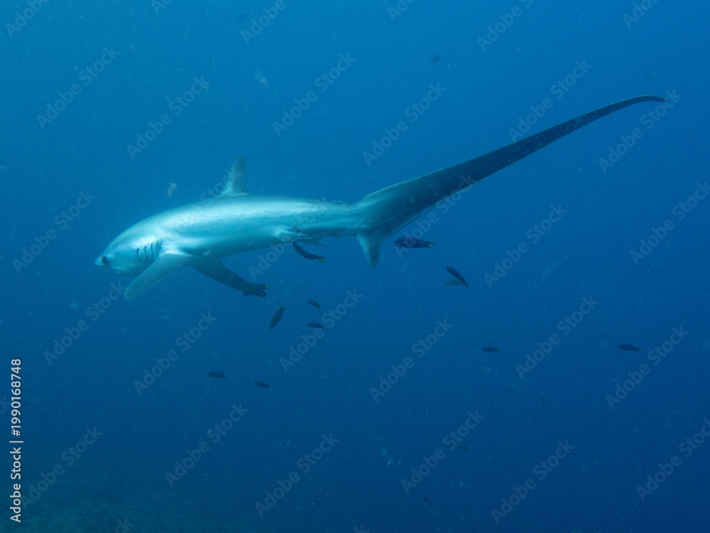 Obraz premium Pelagic thresher shark (Alopias pelagicus) at dawn cleaning station, Kimud Shoal, Malapascua Island, Cebu, Philippines; one of the few places in the world with reliable thresher shark sightings.