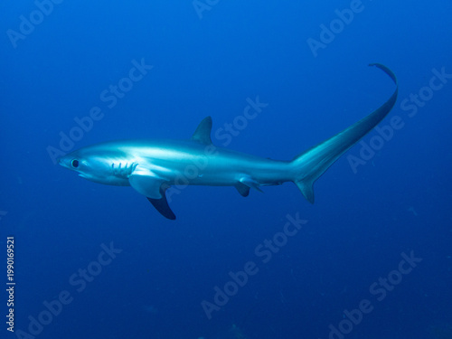 Photos Pelagic thresher shark (Alopias pelagicus) at dawn cleaning station, Kimud Shoal, Malapascua Island, Cebu, Philippines; one of the few places in the world with reliable thresher shark sightings