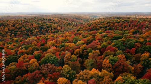 Vast Autumn Forest Canopy With Vibrant Red Orange Yellow Green Trees Under Cloudy Sky Overhead Aerial View