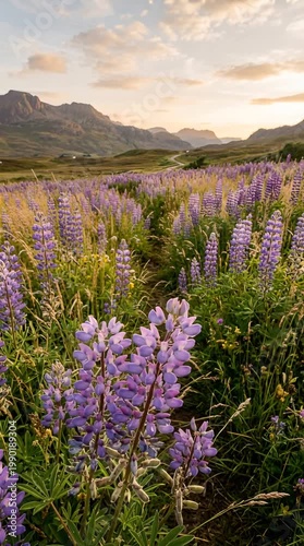Vast field of purple lupine flowers under a soft golden sunset sky with distant mountains and a winding path in a serene natural landscape