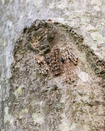 Quadro em tela Just hatched spotted lanternfly nymph on an egg mass