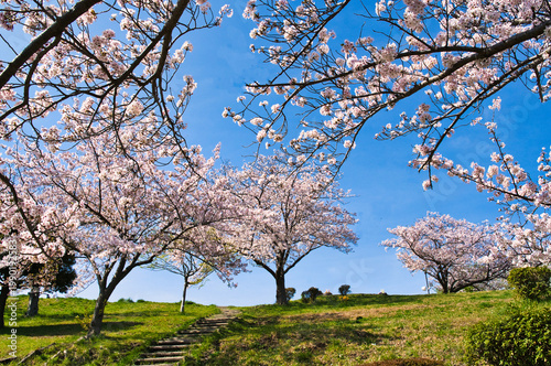桜満開の横浜の公園の風景