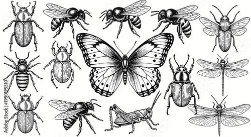 Vintage Style Hand Drawn Insect and Beetle Sketches