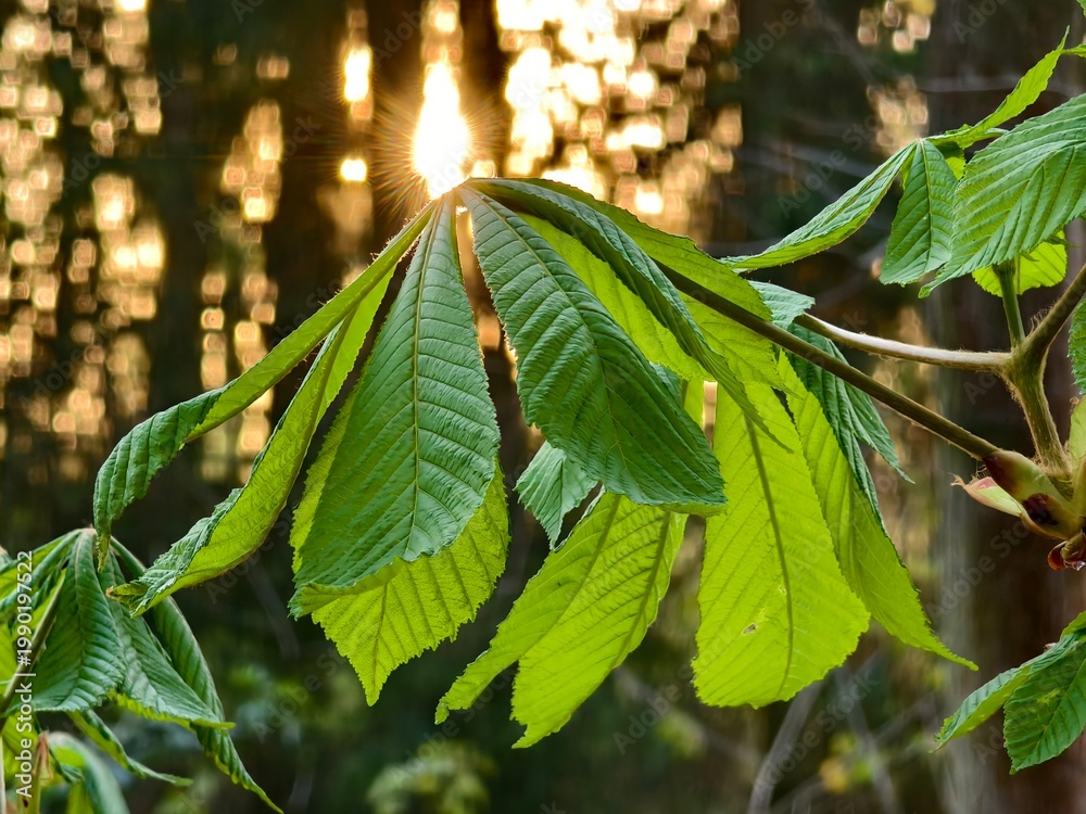 Bild auf Leinwand Chestnut leaf and sun rays in backlight