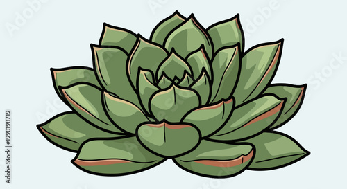 Detailed succulent rosette illustration; ornamental plant with geometric leaf pattern in shades of green with red accent; botanical drawing