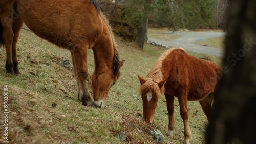 Medium shot of a bay mare and a reddish foal eating grass. Clear focus on the animal texture, beautiful soft daylight, Altai.