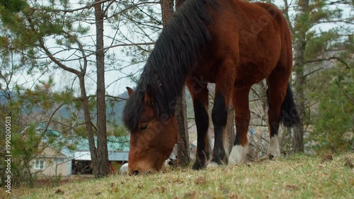 Horse grazing on dry grass among pine trees in the Altai mountains. Early spring or late autumn mood in Siberian wilderness