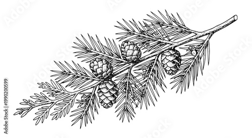 Branch with pine needles and pinecones in detailed line art illustration featuring nature, botanical, sketch with drawing and natural elements for