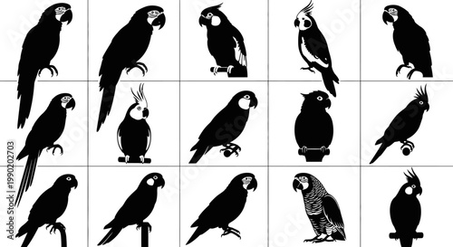 Collection of various black parrot silhouettes on white background showcasing different species and poses