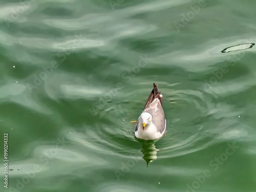 Foto seagull in the water