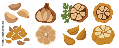 ROASTED GARLIC - Golden brown garlic head sliced to show soft cloves  Flat Vector Illustration on Transparent Background