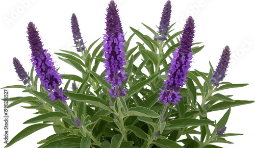 Vibrant purple veronica flower vector illustration with green leaves isolated on white background for garden design