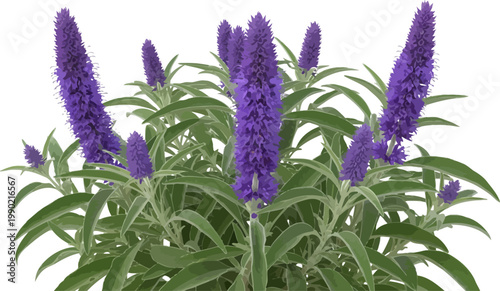 Digital vector graphic of blooming purple lavender spikes and lush green foliage isolated on white for design