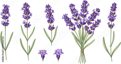 Hand drawn botanical lavender vector illustration set with individual sprigs and a tied bouquet on white background
